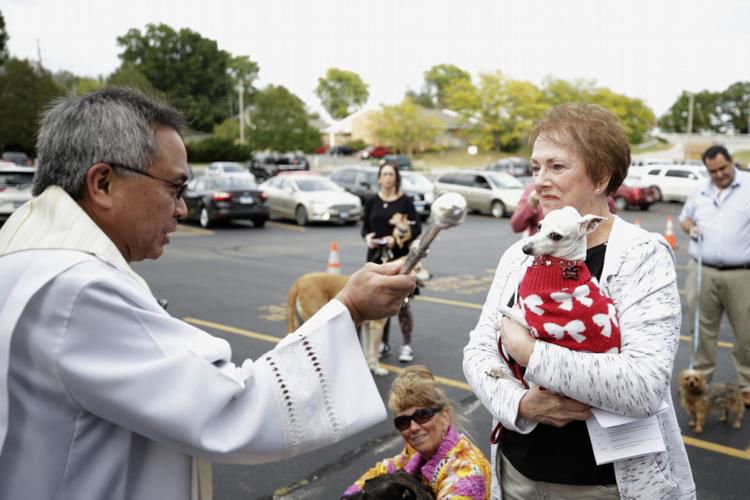 Dogs are blessed for the Feast of Saint Francis of Assisi
